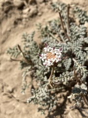 Chaenactis douglasii douglasii