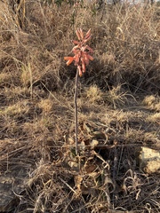Aloe transvaalensis