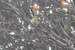 Cryptosylvicola randrianasoloi