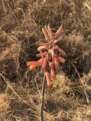 Aloe transvaalensis