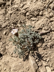 Chaenactis douglasii douglasii