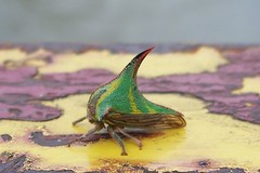 Umbonia crassicornis