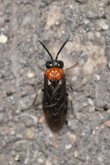 Eutomostethus ephippium