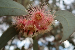 Eucalyptus torquata