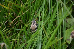 Spartocera alternata