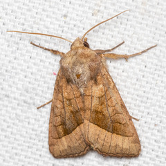 Hydraecia micacea
