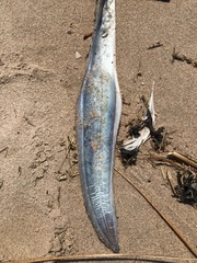 Anguilla rostrata