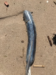 Anguilla rostrata