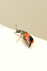 Anthocomus equestris