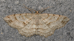 Melanolophia signataria