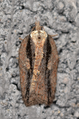 Acleris pulverosana