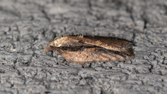 Acleris pulverosana
