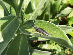 Agapanthia asphodeli