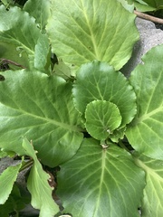 Bergenia