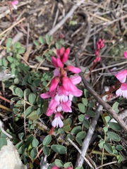 Indigofera brendae