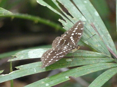 Lexias