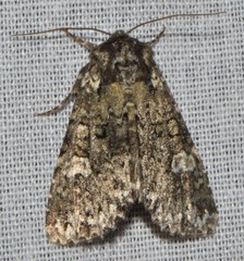 Melanchra adjuncta