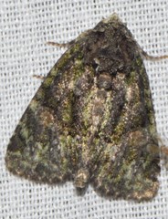 Phosphila miselioides