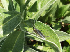 Agapanthia asphodeli