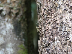 Anthribidae