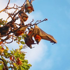 Pteropus poliocephalus