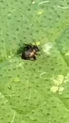 Halticini