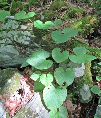 Aristolochia macrophylla