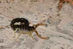Parabuthus schlechteri