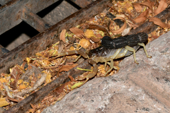 Parabuthus schlechteri