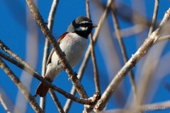 Calicalicus madagascariensis