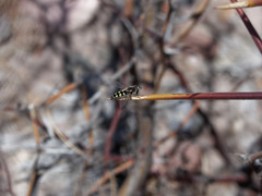 Austroscaeva occidentalis