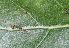 Callipterinella tuberculata