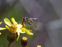 Austroscaeva occidentalis