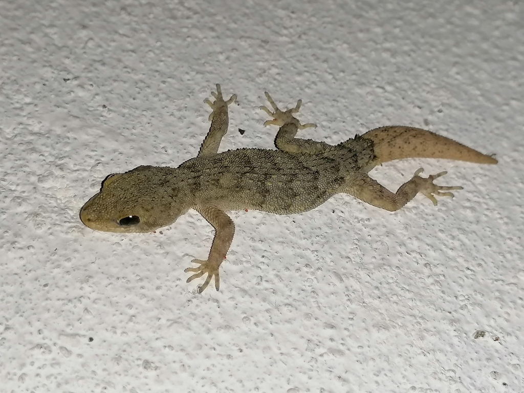 Eastern Mediterranean Thin-toed Gecko from Pozantı on July 16, 2020 at ...