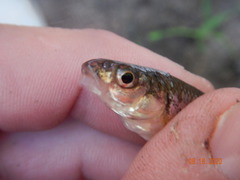 Notropis dorsalis
