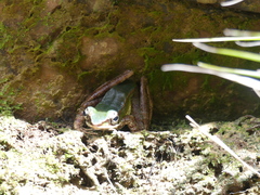 Odorrana hosii