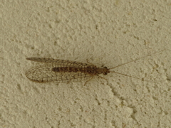 Pseudomallada venosus