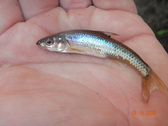 Notropis dorsalis