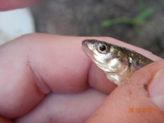 Notropis dorsalis
