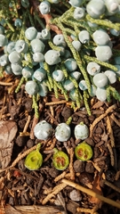 Juniperus grandis