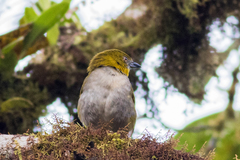 Chlorospingus flavigularis