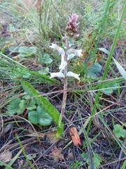 Lachenalia judithiae