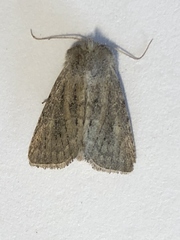 Photedes fluxa
