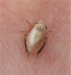Anoscopus