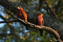 Eurystomus glaucurus