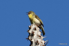 Neomixis striatigula