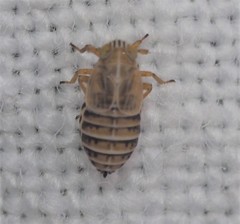 Dicranotropis divergens