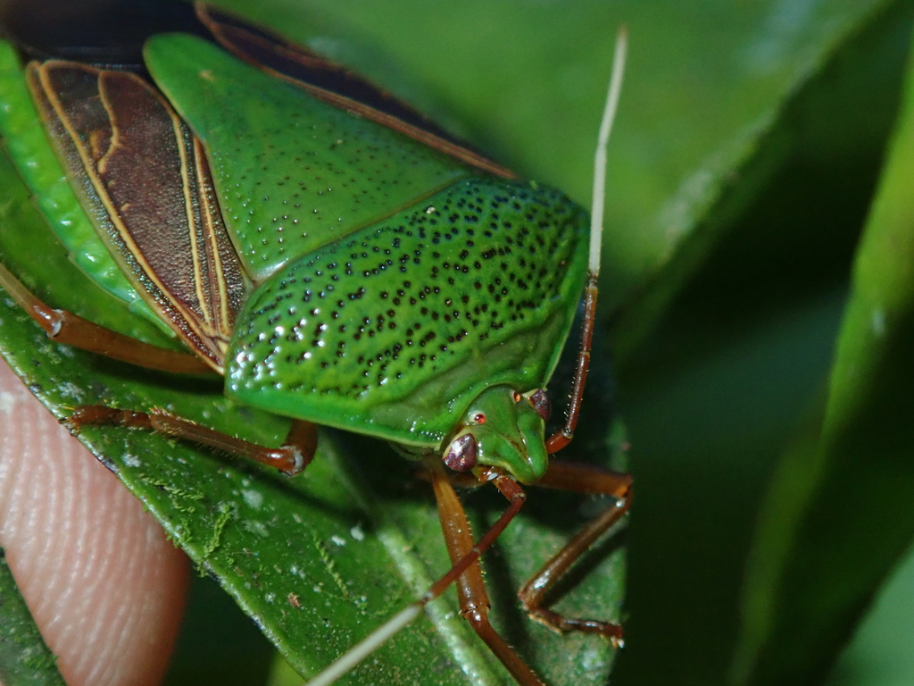 Edessa polita