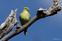 Treron australis