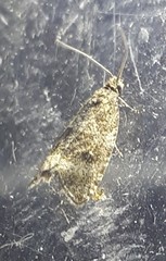 Syricoris